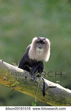 Stock Photograph - "Lion-tailed Macaque or Wanderoo (Macaca silenus), adult, sitting on tree, Apeldoorn, Gelderland, The Netherlands, Europe". Fotosearch