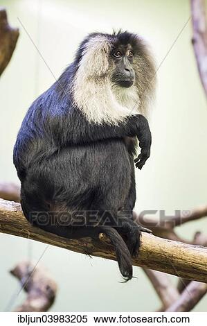 "Lion-tailed Macaque or Wanderoo (Macaca silenus), native to India, captive" View Large Photo Image Stock Photography - "Lion-tailed Macaque or Wanderoo (Macaca silenus), native to India, captive". Fotosearch