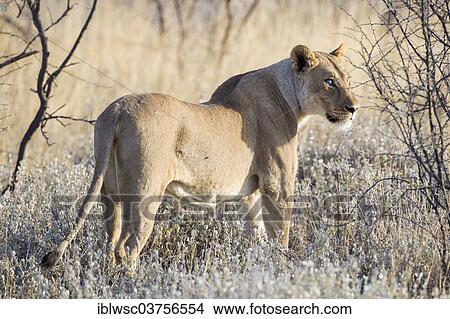 Picture - "Lioness (Panthera leo), blind in one eye, Etosha National Park, Okaukuejo, Kunene Region, Namibia, Africa". Fotosearch