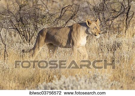 "Lioness (Panthera leo), blind in one eye, Etosha National Park, Okaukuejo, Kunene Region, Namibia, Africa" View Large Photo Image Stock Image - "Lioness (Panthera leo), blind in one eye, Etosha National Park, Okaukuejo, Kunene Region, Namibia, Africa". Fotosearch