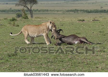 "Lioness (Panthera leo) dragging a killed wildebeest to its hiding, Massai Mara, Serengeti, Rift Valley province, Kenya, Africa" View Large Photo Image Stock Image - "Lioness (Panthera leo) dragging a killed wildebeest to its hiding, Massai Mara, Serengeti, Rift Valley province, Kenya, Africa". Fotosearch