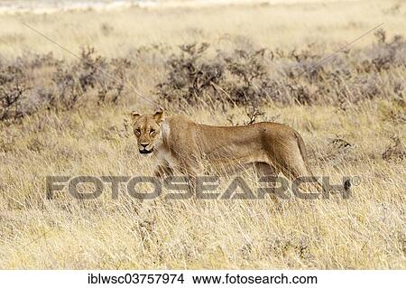 "Lioness (Panthera leo), Etosha National Park, Okaukuejo, Kunene Region, Namibia, Africa" View Large Photo Image Picture - "Lioness (Panthera leo), Etosha National Park, Okaukuejo, Kunene Region, Namibia, Africa". Fotosearch