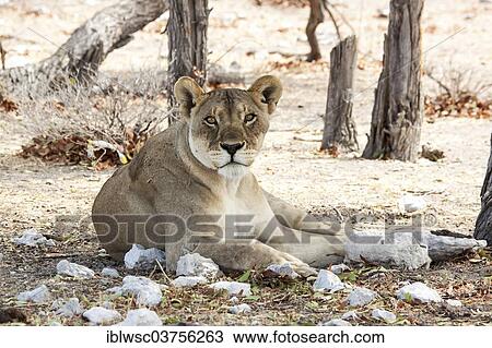 Stock Image - "Lioness (Panthera leo), Etosha National Park, Namibia, Africa". Fotosearch