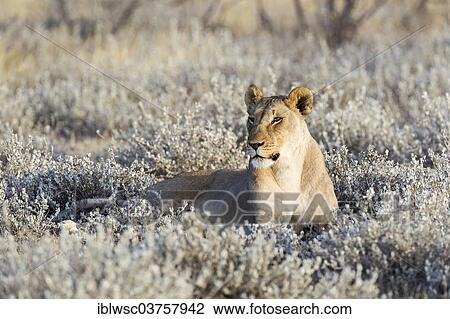 Stock Image - "Lioness (Panthera leo), Etosha National Park, Okaukuejo, Kunene Region, Namibia, Africa". Fotosearch