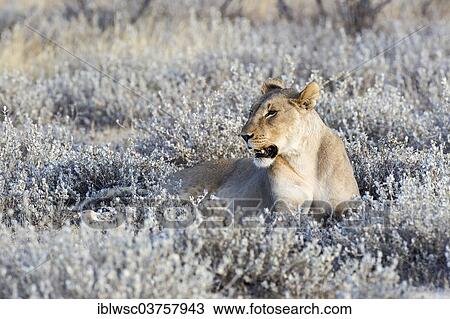 "Lioness (Panthera leo), Etosha National Park, Okaukuejo, Kunene Region, Namibia, Africa" View Large Photo Image Stock Image - "Lioness (Panthera leo), Etosha National Park, Okaukuejo, Kunene Region, Namibia, Africa". Fotosearch