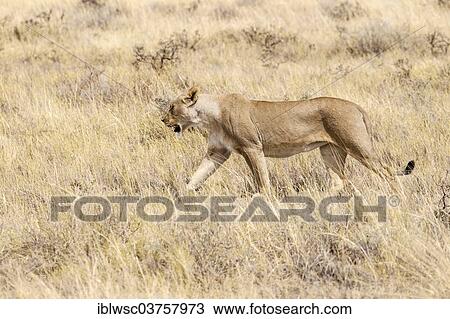 "Lioness (Panthera leo), Etosha National Park, Okaukuejo, Kunene Region, Namibia, Africa" View Large Photo Image Stock Image - "Lioness (Panthera leo), Etosha National Park, Okaukuejo, Kunene Region, Namibia, Africa". Fotosearch
