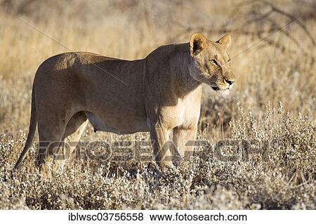 "Lioness (Panthera leo), Etosha National Park, Okaukuejo, Kunene Region, Namibia, Africa" View Large Photo Image Stock Photo - "Lioness (Panthera leo), Etosha National Park, Okaukuejo, Kunene Region, Namibia, Africa". Fotosearch