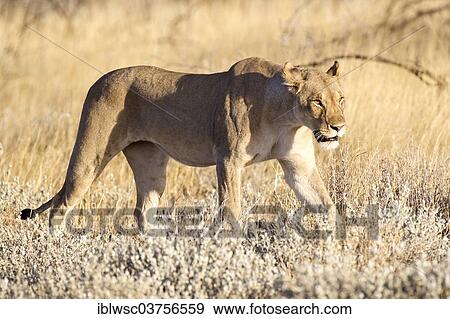 Stock Photo - "Lioness (Panthera leo), Etosha National Park, Okaukuejo, Kunene Region, Namibia, Africa". Fotosearch