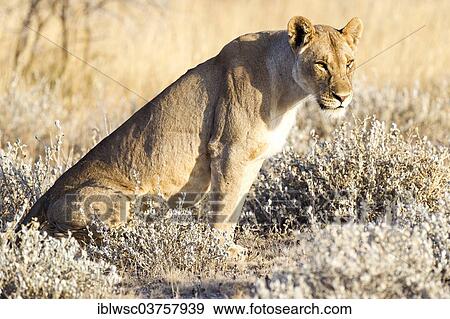 "Lioness (Panthera leo), Etosha National Park, Okaukuejo, Kunene Region, Namibia, Africa" View Large Photo Image Stock Photo - "Lioness (Panthera leo), Etosha National Park, Okaukuejo, Kunene Region, Namibia, Africa". Fotosearch