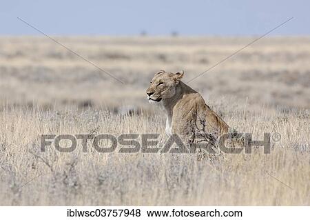 "Lioness (Panthera leo), Etosha National Park, Okaukuejo, Kunene Region, Namibia, Africa" View Large Photo Image Stock Photo - "Lioness (Panthera leo), Etosha National Park, Okaukuejo, Kunene Region, Namibia, Africa". Fotosearch