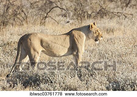 "Lioness (Panthera leo), Etosha National Park, Okaukuejo, Kunene Region, Namibia, Africa" View Large Photo Image Stock Photo - "Lioness (Panthera leo), Etosha National Park, Okaukuejo, Kunene Region, Namibia, Africa". Fotosearch