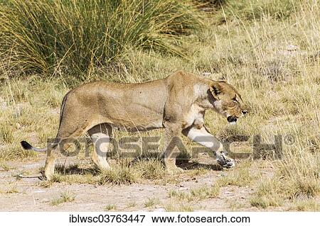 Stock Photo - "Lioness (Panthera leo), Etosha National Park, Namibia, Africa". Fotosearch