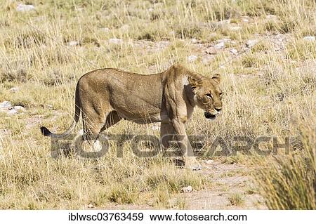 Stock Photo - "Lioness (Panthera leo), Etosha National Park, Namibia, Africa". Fotosearch