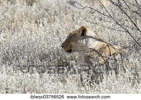 "Lioness (Panthera leo), Etosha National Park, Okaukuejo, Kunene Region, Namibia, Africa" View Large Photo Image Stock Photograph - "Lioness (Panthera leo), Etosha National Park, Okaukuejo, Kunene Region, Namibia, Africa". Fotosearch