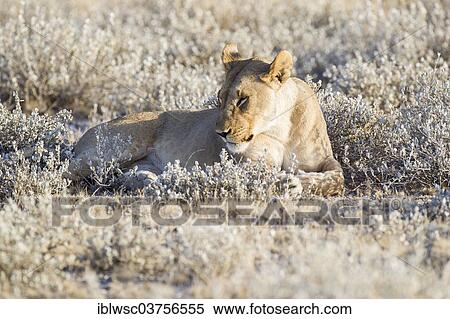 Stock Photography - "Lioness (Panthera leo), Etosha National Park, Okaukuejo, Kunene Region, Namibia, Africa". Fotosearch