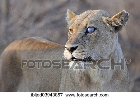 "Lioness (Panthera leo), female, with a blind eye, Kruger National Park, South Africa, Africa" View Large Photo Image Stock Photo - "Lioness (Panthera leo), female, with a blind eye, Kruger National Park, South Africa, Africa". Fotosearch