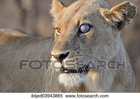 "Lioness (Panthera leo), female, with a blind eye, Kruger National Park, South Africa, Africa" View Large Photo Image Stock Photography - "Lioness (Panthera leo), female, with a blind eye, Kruger National Park, South Africa, Africa". Fotosearch