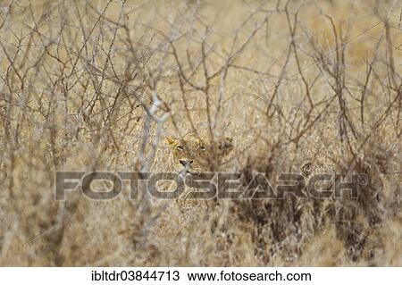 "Lioness (Panthera leo), hidden, observes her surroundings, Kruger National Park, South Africa, Africa" View Large Photo Image Stock Image - "Lioness (Panthera leo), hidden, observes her surroundings, Kruger National Park, South Africa, Africa". Fotosearch