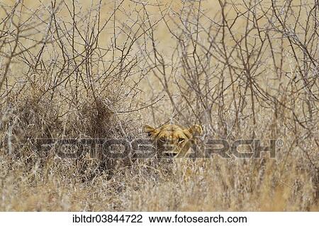 "Lioness (Panthera leo), hidden, observes her surroundings, Kruger National Park, South Africa, Africa" View Large Photo Image Stock Image - "Lioness (Panthera leo), hidden, observes her surroundings, Kruger National Park, South Africa, Africa". Fotosearch