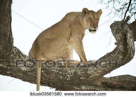 "Lioness (Panthera leo) in the evening light on a tree, Serengeti, Tanzania, Africa" View Large Photo Image Stock Image - "Lioness (Panthera leo) in the evening light on a tree, Serengeti, Tanzania, Africa". Fotosearch