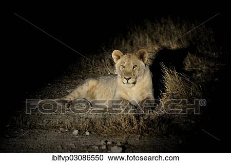 "Lioness (Panthera leo) in the spotlight during a night safari near the Gemsbokvlakte waterhole, Etosha National Park, Namibia, Africa" View Large Photo Image Stock Image - "Lioness (Panthera leo) in the spotlight during a night safari near the Gemsbokvlakte waterhole, Etosha National Park, Namibia, Africa". Fotosearch