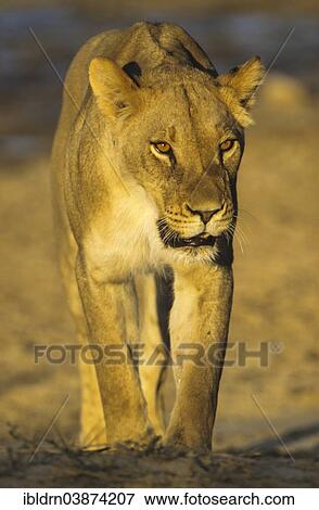 Stock Photo - "Lioness (Panthera leo), Kgalagadi Transfrontier Park, Northern Cape, South Africa, Africa". Fotosearch