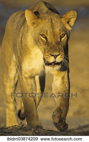 "Lioness (Panthera leo), Kgalagadi Transfrontier Park, Northern Cape, South Africa, Africa" View Large Photo Image Stock Photo - "Lioness (Panthera leo), Kgalagadi Transfrontier Park, Northern Cape, South Africa, Africa". Fotosearch