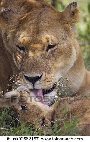 "Lioness (Panthera leo) licking her lion cub, Massai Mara, Serengeti, Rift Valley province, Kenya, Africa" View Large Photo Image Stock Photo - "Lioness (Panthera leo) licking her lion cub, Massai Mara, Serengeti, Rift Valley province, Kenya, Africa". Fotosearch