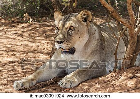 Picture - "Lioness (Panthera leo) lying in the shade, Naankuse, Namibia, Africa". Fotosearch