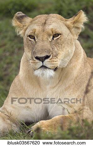 "Lioness (Panthera leo), Massai Mara, Serengeti, Rift Valley province, Kenya, Africa" View Large Photo Image Stock Image - "Lioness (Panthera leo), Massai Mara, Serengeti, Rift Valley province, Kenya, Africa". Fotosearch