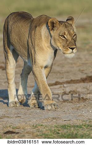 Stock Image - "Lioness (Panthera leo), Namutoni, Etosha National Park, Namibia, Africa". Fotosearch