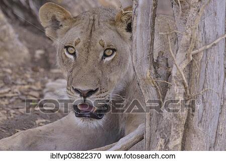 "Lioness (Panthera leo), Nsefu sector, South Luangwa National Park, Zambia, Africa" View Large Photo Image Stock Image - "Lioness (Panthera leo), Nsefu sector, South Luangwa National Park, Zambia, Africa". Fotosearch