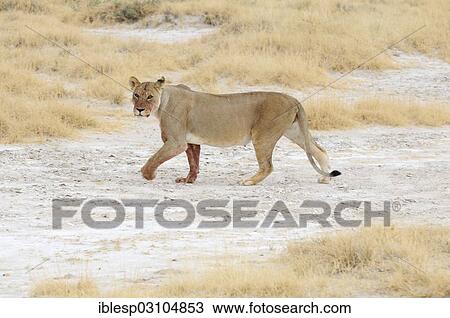 "Lioness (Panthera leo), Okaukuejo, Etosha-Nationalpark, Kunene Region, Namibia, Africa" View Large Photo Image Stock Image - "Lioness (Panthera leo), Okaukuejo, Etosha-Nationalpark, Kunene Region, Namibia, Africa". Fotosearch