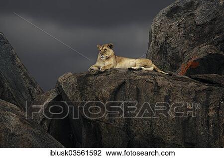 Stock Image - "Lioness (Panthera leo) on a rock during a storm, Serengeti, Tanzania, Africa". Fotosearch