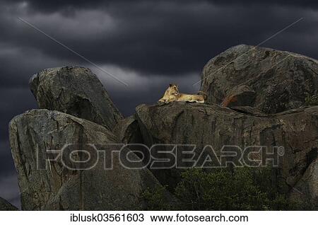 Stock Image - "Lioness (Panthera leo) on a rock during a storm, Serengeti, Tansania, Tanzania, Africa". Fotosearch