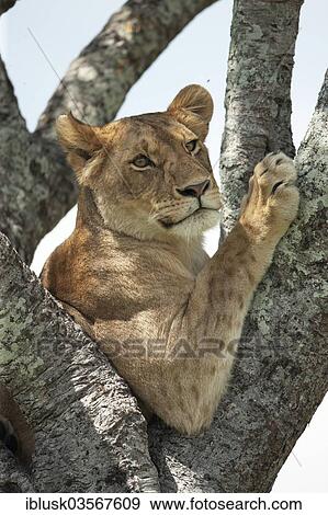 "Lioness (Panthera leo) on a tree, Massai Mara, Serengeti, Rift Valley province, Kenya, Africa" View Large Photo Image Stock Photo - "Lioness (Panthera leo) on a tree, Massai Mara, Serengeti, Rift Valley province, Kenya, Africa". Fotosearch