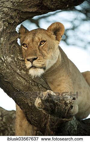 Stock Photo - "Lioness (Panthera leo) on a tree, Serengeti, Tanzania, Africa". Fotosearch