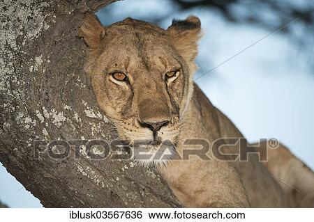 Stock Photograph - "Lioness (Panthera leo) on a tree, portrait, Serengeti, Tanzania, Africa". Fotosearch