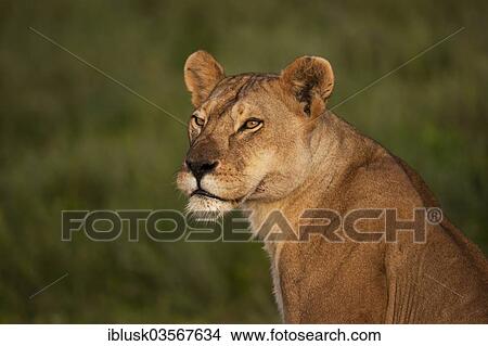 "Lioness (Panthera leo), portrait, Serengeti, Tanzania, Africa" View Large Photo Image Picture - "Lioness (Panthera leo), portrait, Serengeti, Tanzania, Africa". Fotosearch