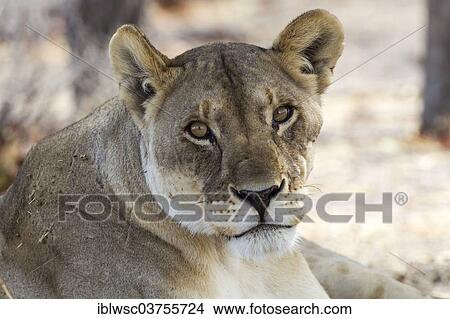 "Lioness (Panthera leo), portrait, Etosha National Park, Namibia, Africa" View Large Photo Image Picture - "Lioness (Panthera leo), portrait, Etosha National Park, Namibia, Africa". Fotosearch