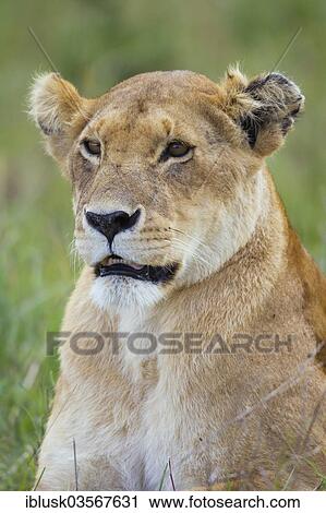 "Lioness (Panthera leo), portrait, Massai Mara, Serengeti, Rift Valley province, Kenya, Africa" View Large Photo Image Stock Image - "Lioness (Panthera leo), portrait, Massai Mara, Serengeti, Rift Valley province, Kenya, Africa". Fotosearch