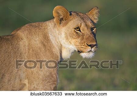 "Lioness (Panthera leo), portrait, Massai Mara, Serengeti, Rift Valley province, Kenya, Africa" View Large Photo Image Stock Image - "Lioness (Panthera leo), portrait, Massai Mara, Serengeti, Rift Valley province, Kenya, Africa". Fotosearch