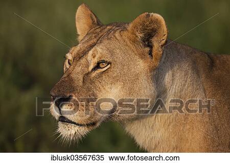 Stock Photography - "Lioness (Panthera leo), portrait, Serengeti, Tanzania, Africa". Fotosearch