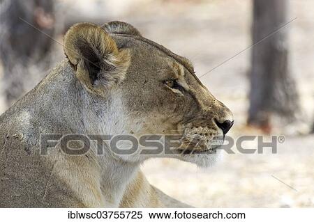 "Lioness (Panthera leo), portrait, Etosha National Park, Namibia, Africa" View Large Photo Image Stock Photography - "Lioness (Panthera leo), portrait, Etosha National Park, Namibia, Africa". Fotosearch