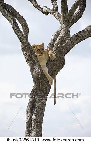 "Lioness (Panthera leo) sitting in a tree, Massai Mara, Serengeti, Rift Valley province, Kenya, Africa" View Large Photo Image Stock Photo - "Lioness (Panthera leo) sitting in a tree, Massai Mara, Serengeti, Rift Valley province, Kenya, Africa". Fotosearch