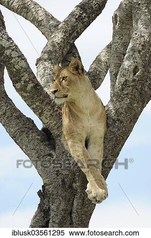 "Lioness (Panthera leo) sitting in a tree, Massai Mara, Serengeti, Rift Valley province, Kenya, Africa" View Large Photo Image Stock Photography - "Lioness (Panthera leo) sitting in a tree, Massai Mara, Serengeti, Rift Valley province, Kenya, Africa". Fotosearch
