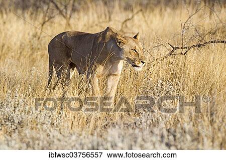 "Lioness (Panthera leo) stalking through the tall grass, Etosha National Park, Okaukuejo, Kunene Region, Namibia, Africa" View Large Photo Image Stock Photo - "Lioness (Panthera leo) stalking through the tall grass, Etosha National Park, Okaukuejo, Kunene Region, Namibia, Africa". Fotosearch