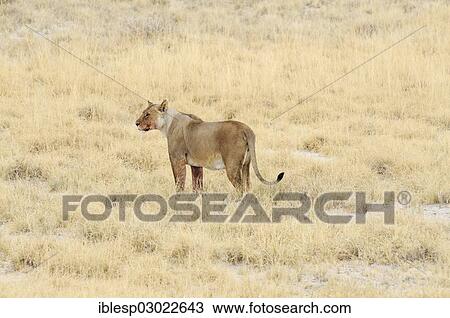 "Lioness (Panthera leo) standing on grass, Okaukuejo, Etosha-Nationalpark, Kunene Region, Namibia, Africa" View Large Photo Image Stock Image - "Lioness (Panthera leo) standing on grass, Okaukuejo, Etosha-Nationalpark, Kunene Region, Namibia, Africa". Fotosearch
