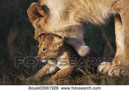 "Lioness (Panthera leo) trying to pick up her lion cub in her mouth to carry it, Massai Mara, Serengeti, Rift Valley province, Kenya, Africa" View Large Photo Image Stock Photo - "Lioness (Panthera leo) trying to pick up her lion cub in her mouth to carry it, Massai Mara, Serengeti, Rift Valley province, Kenya, Africa". Fotosearch