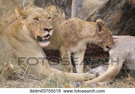 Stock Photo - "Lioness (Panthera leo) with a cub feeding on captured prey, Chobe National Park, Savute, North-West District, Botswana, Africa". Fotosearch